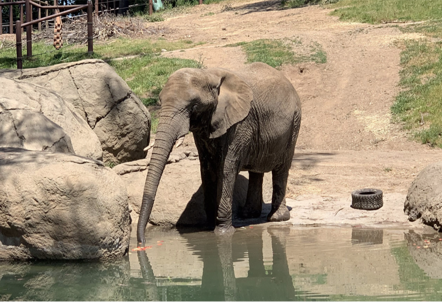 An elephant at the Oakland Zoo.