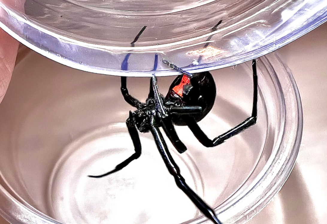 Natasha the black widow spider.